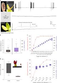 Make sure the glue is completely covered with oil. Venus Flytrap Trigger Hairs Are Micronewton Mechano Sensors That Can Detect Small Insect Prey Nature Plants