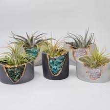 We did not find results for: 8 Black Owned Online Plant Stores To Support Planters Online Plant Store Plant Stores