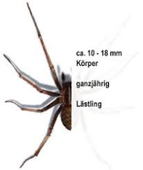Image result for große winkelspinne biss haut reaktion