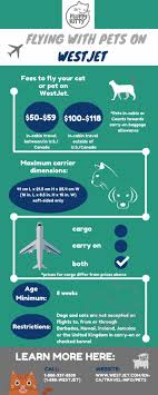 For the full jetblue policy: The 12 Best Airlines For Cats Ultimate Guide 2019 Fluffy Kitty