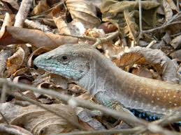 Image result for Aspidoglossum breve