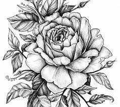 736x935 best 25 flower drawings ideas on pretty flower. Rose Drawing Rose Images For Drawing The Drawings Ideas On Jpg Cliparting Com