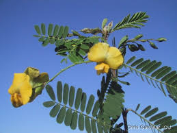 Image result for Sesbania