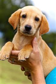 3 red fox (2 male, 1 female) and 5 yellow puppies available. Texas Labrador Puppies For Sale Yellow Black Chocolate Puppy