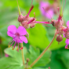 Die blüten erblühen in zartem rosa bis hin zu einem. Pflanzen Gegen Katzen Gartenhit24 De