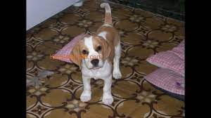 Basil guilt free lollipop dog treat 92 g. Rare Color Beagle Puppies Available In Bangalore