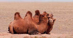 What does the bactrian camel eat? Ecofriendly Bactrian Camel
