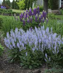 Salvia Crystal Blue Perennial Salvia Garden Sage Salvia Garden Salvia Proven Winners Perennials
