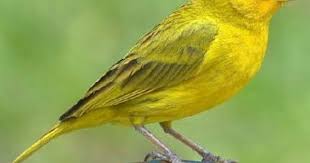 Epingle Par Sadiye Ozcivit Sur Sari Oiseaux