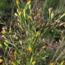 Image result for Schkuhria pinnata