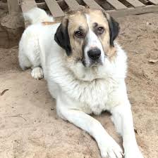 Texas Huntsville Needs Adoption Allie Is An Adoptable Anatolian Shepherd Searching For A F In 2020 Anatolian Shepherd Puppies Anatolian Shepherd Dog Anatolian Shepherd