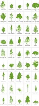 Oregon Trees Descriptions At Http Oregonforests Org Content Tree Variety Tree Pine Tree Tattoo Oregon Trees Cedar Trees