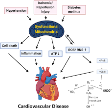 Ai fm is located in kuala lumpur. Frontiers Quality Matters The Involvement Of Mitochondrial Quality Control In Cardiovascular Disease Cell And Developmental Biology