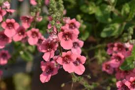 Image result for Diascia