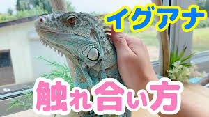 ル 調教 痴漢 ハメ撮り 変態 無理やり中出し 母子相姦 ガチレイプ フェラ アニメ ナンパ 明日花キララ 麻美ゆま レズ m男 三上悠. ã‚¤ã‚°ã‚¢ãƒŠã¨ã®è§¦ã‚Œåˆã„æ–¹ Youtube