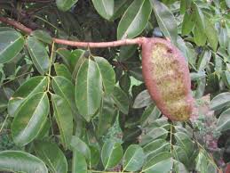 ขณะที่ นายวีระ ใสแก้ว เจ้าพนักงานป่าไม้ชำนาญงาน พร้อมคณะ นำบันทึกหลักฐานเข้าแจ้งความร้องทุกข์กับพนักงานสอบสวนสภ.กกตูม. à¸¡à¸°à¸„ à¸²à¹‚à¸¡à¸‡ à¸ à¸š à¸¡à¸°à¸„ à¸²à¹à¸• à¸š à¸²à¸™à¸ªà¸§à¸™à¸žà¸­à¹€à¸ž à¸¢à¸‡