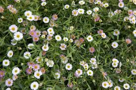 Image result for Erigeron karvinskianus