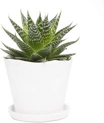 This also makes transplanting cacti a difficult, and sometimes dangerous do not water the freshly transplanted cactus right away as it needs time to adjust to its new conditions. Ceramics Plant Bonsai Flower Pot Moss Succulent Cactus Growing Pot W Tray Hole Baskets Pots Window Boxes Apexlab Home Garden