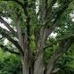 Tree Hike with Lenny Farlee
