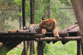 Tiger Resting At Mysore Zoo Mysore Zoo Zoo Mysore