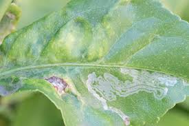 Check spelling or type a new query. Why Are Leaves Curling On My Orange And Lemon Trees Lemon Tree Citrus Trees Leaves