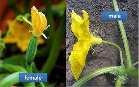Image result for female flowers cucumber