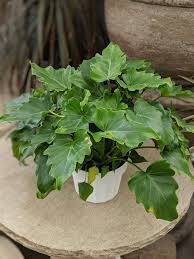 Philodendron Little Hope Philodendron Bushes And Shrubs Indoor Plants