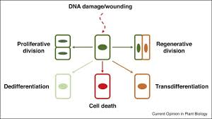 Cytokinesis in plant cell division occurs initially by the formation of a(n). A Single Cell View Of Tissue Regeneration In Plants Sciencedirect