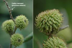 Image result for Daknopholis