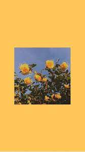 We did not find results for: Wallpaper Yellow And Flowers Image Aesthetic Wallpaper Yellow Flowers 721x1280 Wallpaper Teahub Io