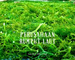 Rumput Laut Hitam Rumput Laut Halal Rumput Laut Indonesia Rumput Lautan Buah