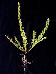 Image result for Merremia verecunda