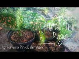 Pin On Gardening Ideas