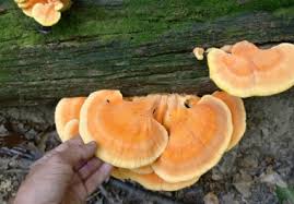 This bracket fungi is found throughout canada, u.s., europe, and parts of asia. Chicken Of The Woods Identification Pictures Habitat Season Spore Print Laetiporus Sulphureus