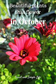 There are flowers in bloom in britain throughout the year even in the depths of winter. Plants That Flower In October Sweet Life And Lemons