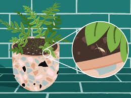 This is a great low tech way to figure out if your soil is wet or dry: How To Get Rid Of Springtails Apartment Therapy