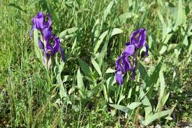 Image result for Zygotritonia atropurpurea