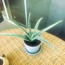 Image result for Aloe inyangensis
