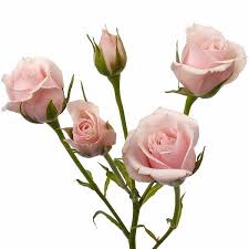 Urbanstems.com has been visited by 10k+ users in the past month Spray Rose Majolica With Images Spray Roses Pink Rose Flower Flowers