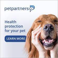 How To Convert U 100 And U 40 Insulin And Syringes For Dogs And Cats Medication For Dogs Cat Medication Pets