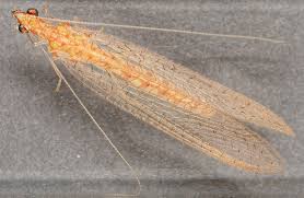 Image result for Linderniella gracilis