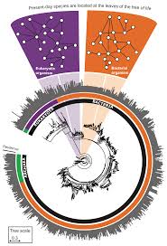 We did not find results for: Snap Evolution Of Protein Interactomes Across The Tree Of Life