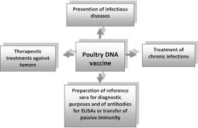 What is the most commonly used route of vaccination in a commercial broiler house? Dna Vaccination Of Poultry The Current Status In 2015 Sciencedirect