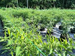 Bagaimanakah perumpamaan tentang pokok ara yang tidak berbuah menggambarkan sikap orang yahudi? Usaha Penyanyi Ini Harus Dijadikan Contoh Siapa Sangka Ayu Damit Kini Saudagar Cili Figura Mstar