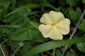 Image result for Thunbergia mildbraediana