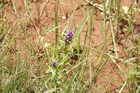 Image result for Floscopa glomerata
