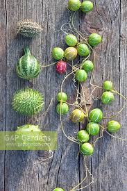 Image result for Cucumis hirsutus