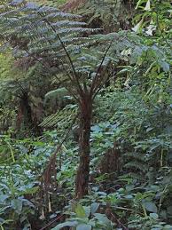 Image result for Cyathea manniana