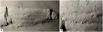 There are many ways look up on youtube to see how look for permanent ink stain removal. Appendages Functional Morphology And Possible Sexual Dimorphism In A New Ceratiocaridid Malacostraca Phyllocarida From The Early Devonian Hunsruck Slate South Western Germany Poschmann 2018 Papers In Palaeontology Wiley Online Library