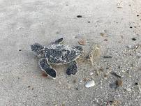 Turtle Talk Tuesdays at Apalachicola NERR